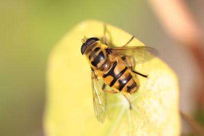 Close-up of insect on yellow leaf