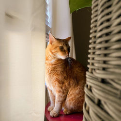 Cat looking away in basket at home