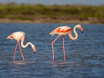 Greater flamingos in camargue