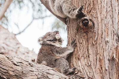 Close-up of squirrel on tree trunk