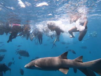 Group of people and fish swimming undersea