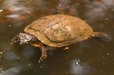 Close-up of turtle in water