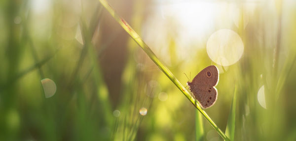 Close-up of butterfly on leaf