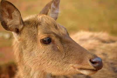 Close-up portrait of deer