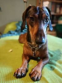 Close-up portrait of dog sitting at home