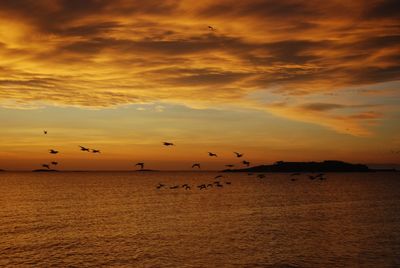 Silhouette birds flying over sea against orange sky