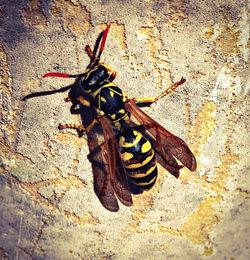 Close-up of insect on wall