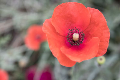 Close-up of red flower