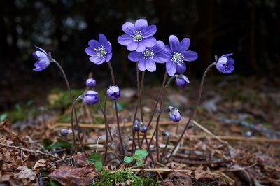 Close-up of purple crocus flowers