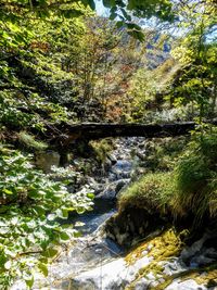 Trees growing by river in forest