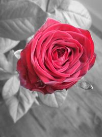 Close-up of red rose