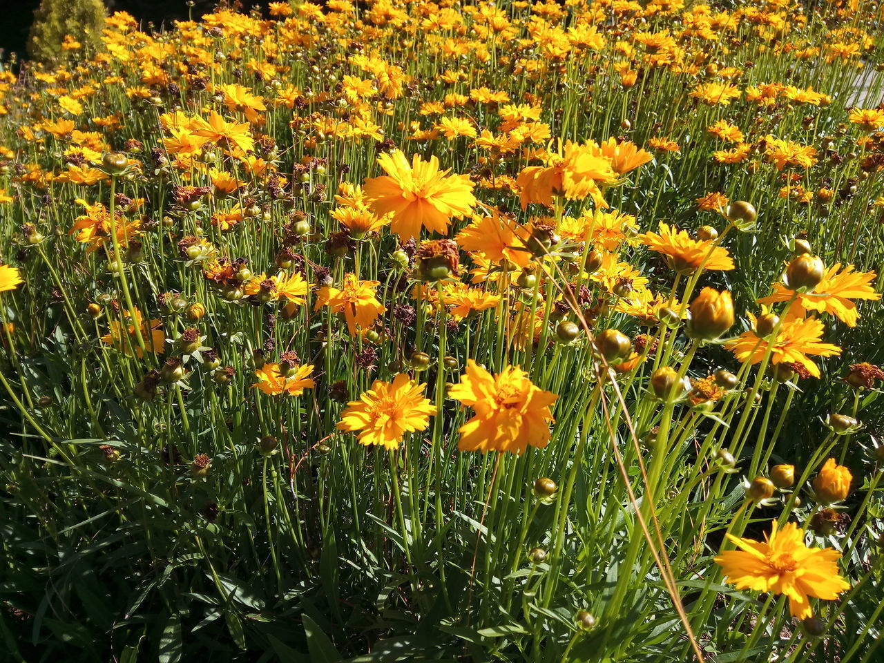 CLOSE-UP OF YELLOW FLOWERING PLANTS IN FIELD