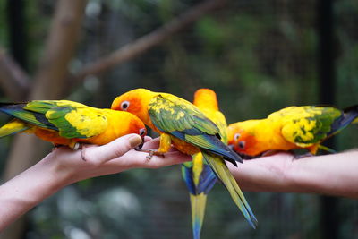 Cropped image of hand holding bird perching on branch