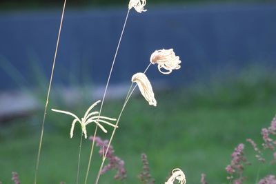 Close-up of flower against blurred background