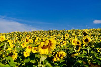 Scenic view of sunflower field against sky