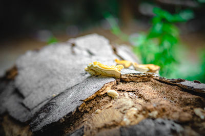 Close-up of lizard on rock