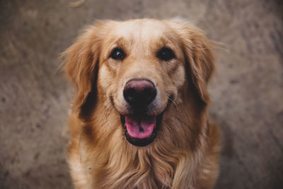 Close-up portrait of dog