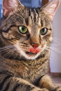 Close-up portrait of cat