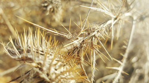 Close-up of wheat plants