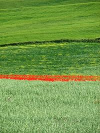 Scenic view of wheat field