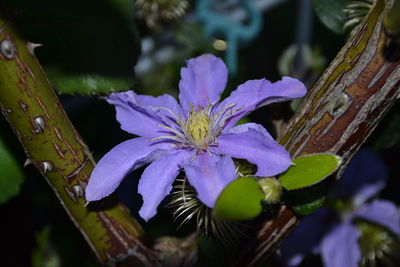 Close-up of purple flowers