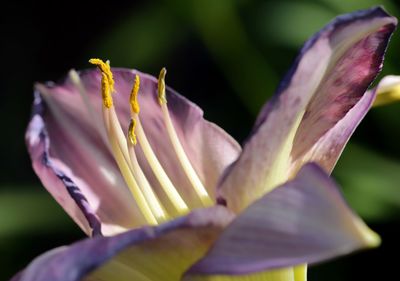 Close-up of flower blooming outdoors