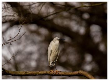 Bird perching on branch