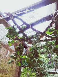 Low angle view of greenhouse