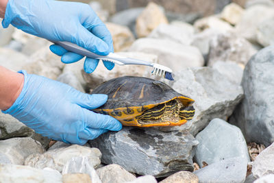 A veterinarian in blue medical gloves cleans the shell of pond turtle from dirt