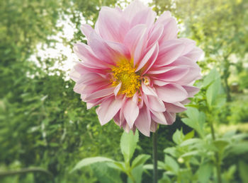 Close-up of pink flower