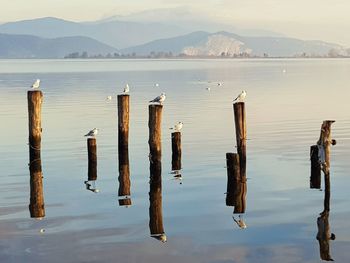 Wooden posts in lake against sky