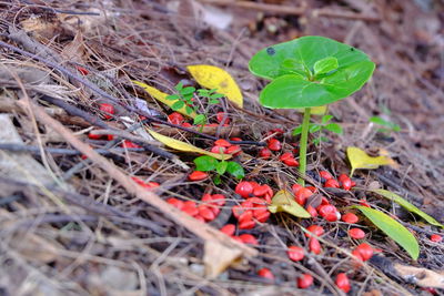 High angle view of crab on plant