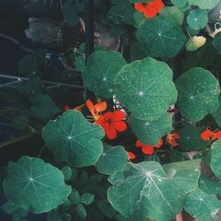 Close-up of red leaves