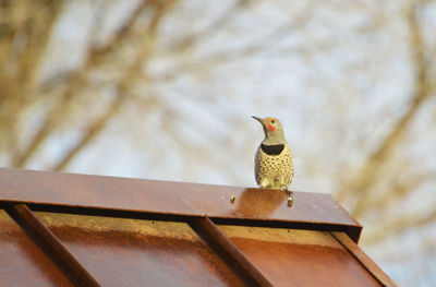 Low angle view of bird perching on roof