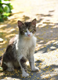 Close-up of cat