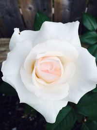 Close-up of rose