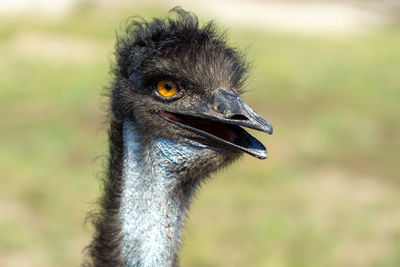 Close-up of a bird looking away