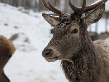 Close-up of deer in snow