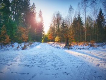 Snow covered road amidst trees in forest against sky