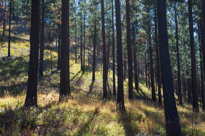 Trees backlit with colorful ground cover