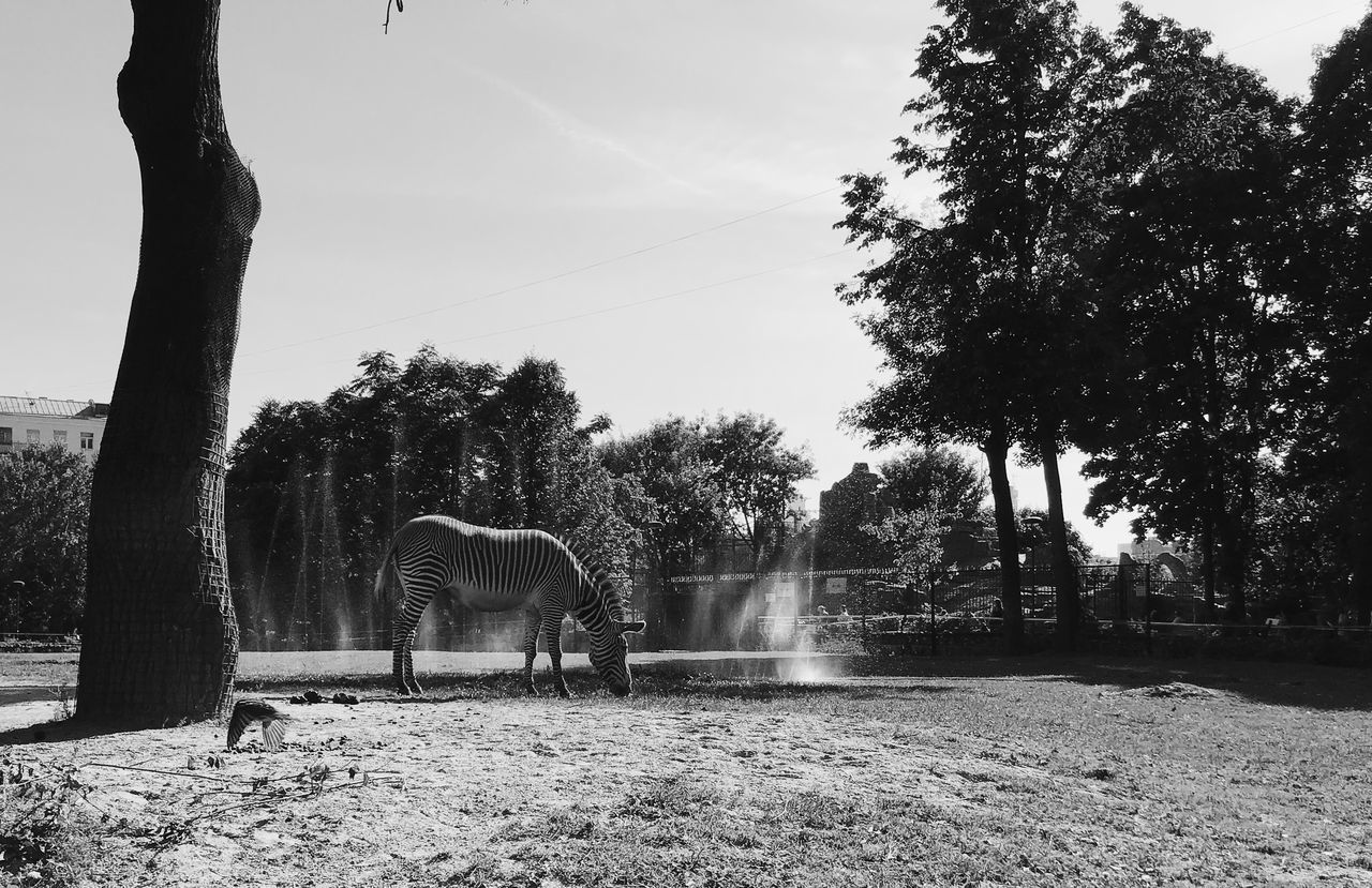 tree, plant, animal themes, animal, mammal, vertebrate, domestic animals, nature, animal wildlife, livestock, sky, one animal, domestic, pets, no people, land, field, day, herbivorous, horse, outdoors