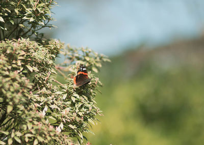 Close-up of ladybug on plant