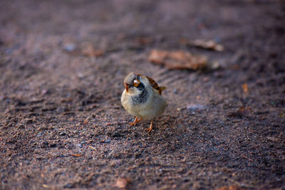 Close-up of a bird