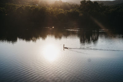 View of birds in lake