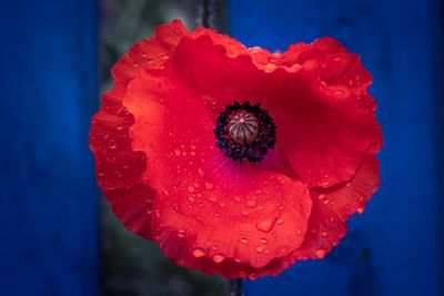 Close-up of red poppy flower