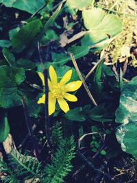 Close-up of yellow flowers