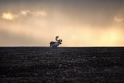 View of horse on land against sunset sky