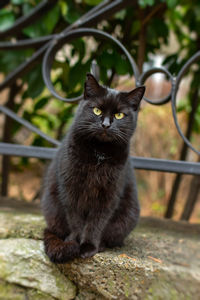 A black street cat with green eyes sits on and looks directly at the camera. 