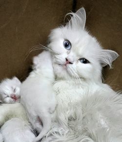 Close-up portrait of cats