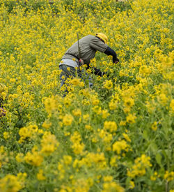 Rear view of person with yellow flowers in field